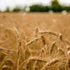 В Григориопольском районе собрали больше пшеницы, чем в прошлом году