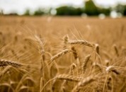 В Григориопольском районе собрали больше пшеницы, чем в прошлом году