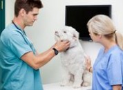 31 августа – День ветеринарного работника ПМР