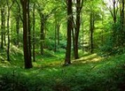 Министерство сельского хозяйства и природных ресурсов проводит информационную кампанию «Сбережём лес»