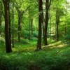 Министерство сельского хозяйства и природных ресурсов проводит информационную кампанию «Сбережём лес»