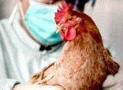 Птичий грипп: памятка для населения